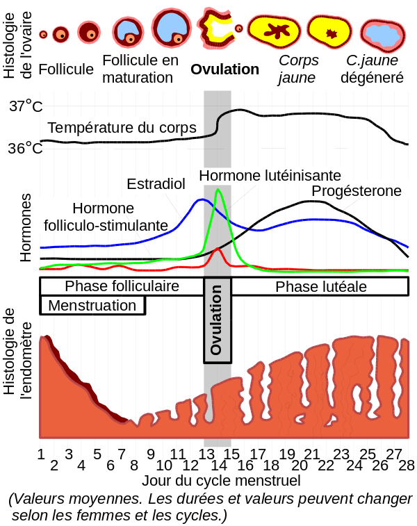 explications cycle menstruel